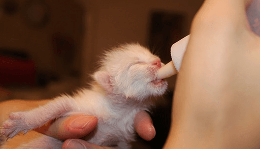 子猫から育てるなら必要な猫グッズ　哺乳瓶・子猫用ミルク
