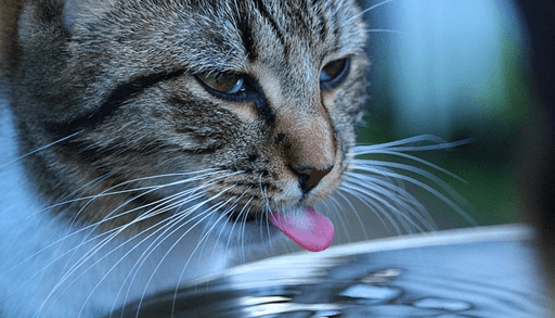 愛猫に水を飲ませる方法ーまとめ