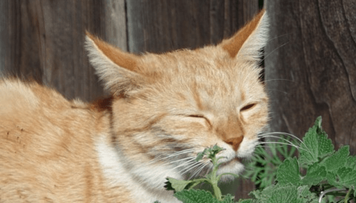 猫がマタタビを食べるとどうなるの？