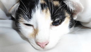 【猫の感染症】猫カゼ（猫カリシウイルス感染症・猫ウイルス性鼻気管炎・猫クラミジア感染症）の症状・予防・治療法