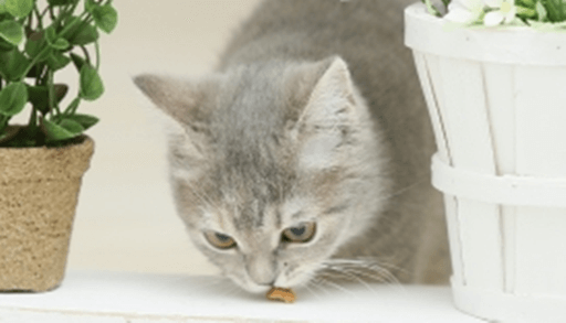 猫の食物アレルギーの原因・症状・検査・予防・治療法ーまとめ