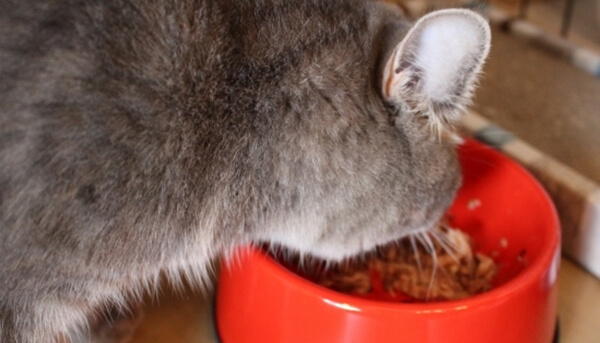 甲状腺機能亢進症が発症して食欲旺盛になった猫