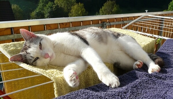 猫キャリーにも使える兼用猫ベッドが便利