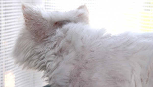 猫の皮膚トラブルの一つであるアトピー性皮膚炎を患った猫