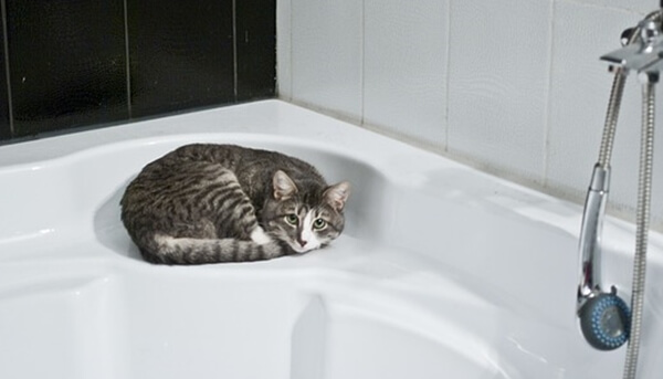 猫の熱中症対策は「湿度」や「二次被害」にも注意する