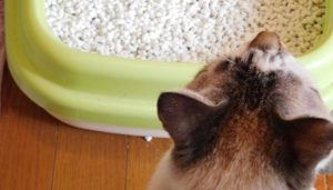 【猫の膀胱炎】症状や原因・治療法・予防法についてー我家のハナの場合