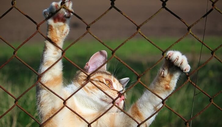 猫の知覚過敏症 愛猫の異常な行動の原因はこの病気せいかも