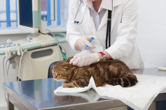 獣医さんから病気の治療に注射をされる猫